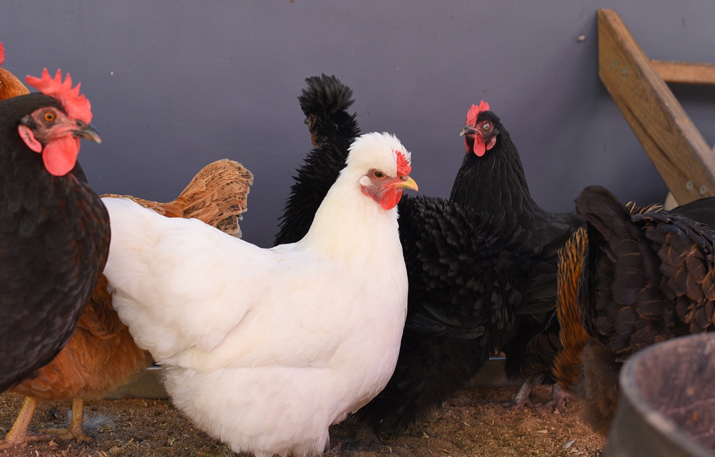 Sponsor our Roosters and Chickens