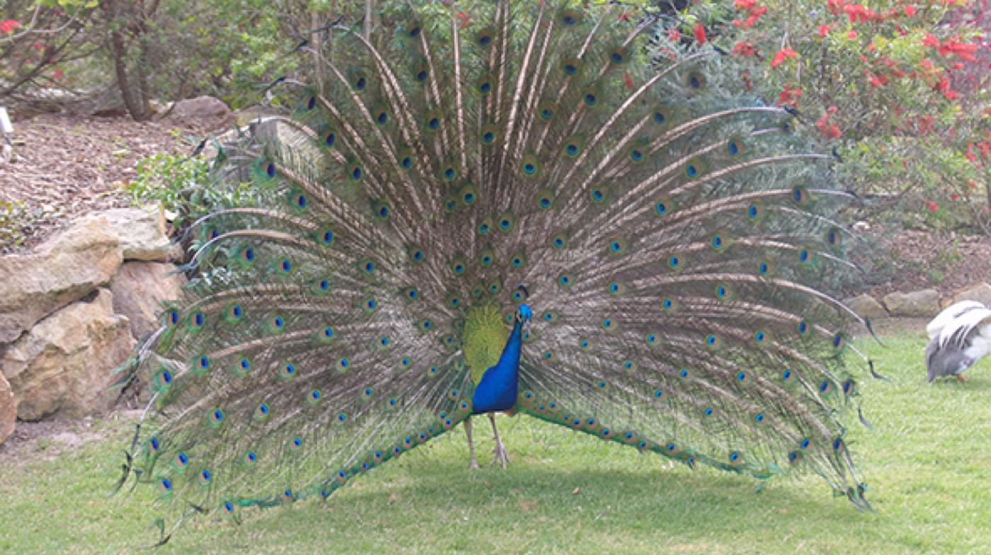 Sponsor our Peacock