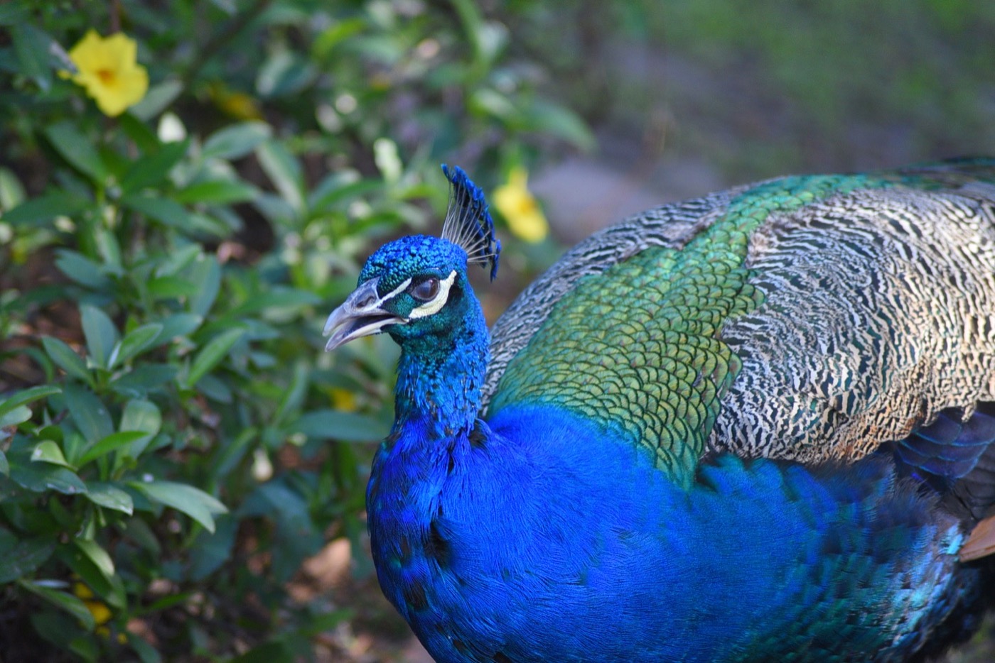 Sponsor our Peacock